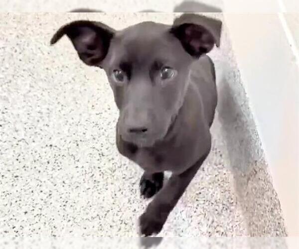 Medium Photo #2 Labrador Retriever Puppy For Sale in Houston, TX, USA