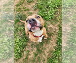 Small #1 American Pit Bull Terrier Mix