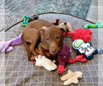 Small #1 Chocolate Labrador retriever Mix