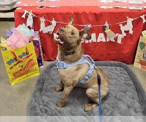 American Pit Bull Terrier-Unknown Mix Dogs for adoption in Derwood, MD, USA