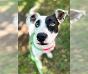 Mutt Dogs for adoption in Sacramento, CA, USA