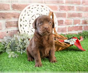 Labrador Retriever Puppy for sale in SYRACUSE, IN, USA