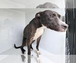 Small Staffordshire Bull Terrier Mix