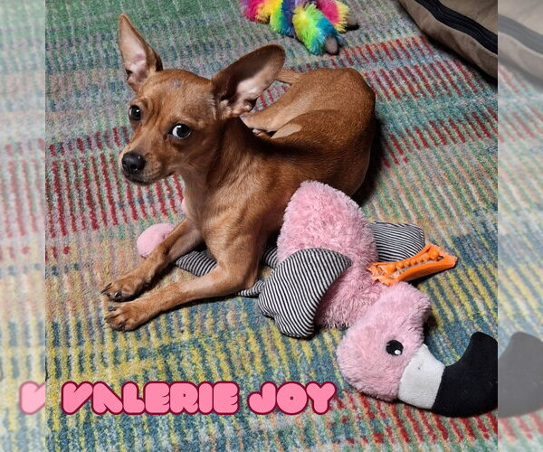 Medium Photo #4 Chiweenie Puppy For Sale in San Antonio, TX, USA