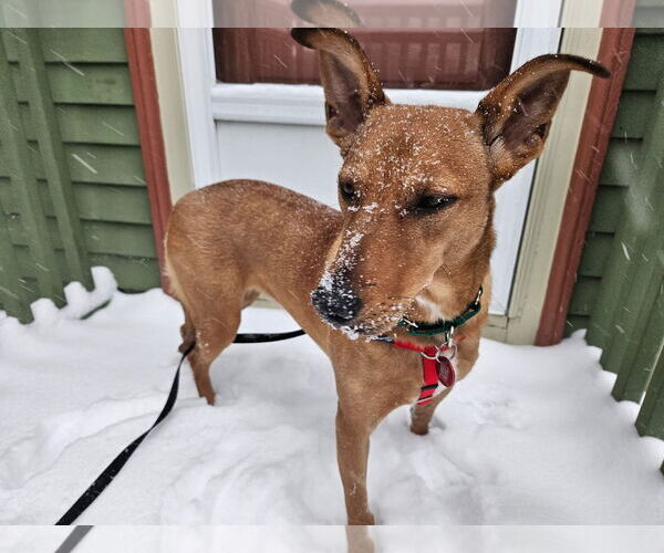 Medium Photo #2 Mutt Puppy For Sale in Wakefield, RI, USA