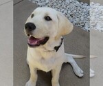 Small Photo #9 Labrador Retriever Puppy For Sale in PLANO, TX, USA