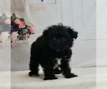 Small Photo #3 -YorkiePoo Mix Puppy For Sale in WARSAW, IN, USA