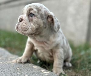 English Bulldog Puppy for sale in NEW YORK, NY, USA