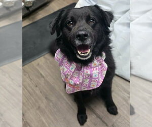 Mutt Dogs for adoption in Lakewood, CO, USA