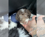 Small #2 Miniature Labradoodle