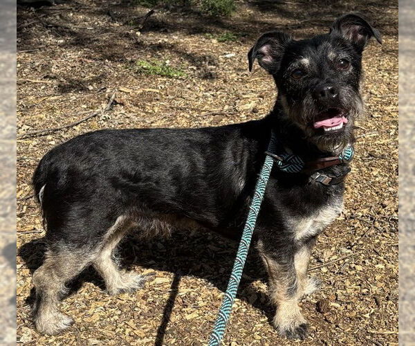 Medium Photo #1 Dachshund-Unknown Mix Puppy For Sale in Placerville, CA, USA