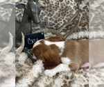 Small #8 Cavalier King Charles Spaniel