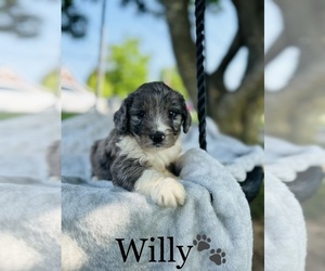 Aussiedoodle Puppy for sale in ALGOOD, TN, USA