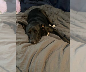 Bluebell - Female German Shepherd Dog-Unknown Mix Dog for Adoption - Photo #10