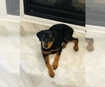 Small Photo #2 Rottweiler Puppy For Sale in CONROE, TX, USA