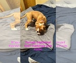 Puppy 3 Boxer