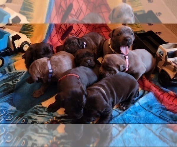Medium Photo #3 Cane Corso Puppy For Sale in INDIANAPOLIS, IN, USA
