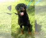 Small #2 Rottweiler Mix