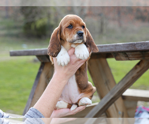 Basset Hound Puppy for sale in LIBERTY, KY, USA