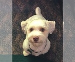 Small Photo #1 Havanese Puppy For Sale in BILOXI, MS, USA