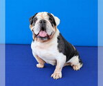 Small Photo #2 Bulldog Puppy For Sale in Pasadena, CA, USA