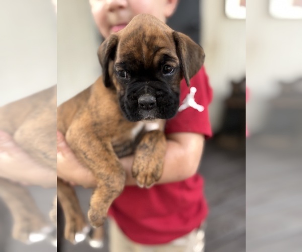Medium Photo #1 Boxer Puppy For Sale in ABBEVILLE, SC, USA