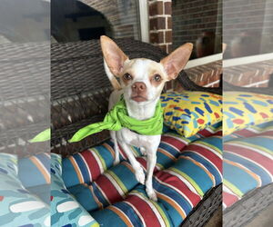Chihuahua-Unknown Mix Dogs for adoption in Euless, TX, USA