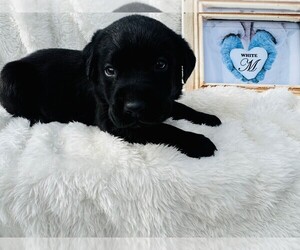 Labrador Retriever Puppy for sale in MAYSVILLE, GA, USA
