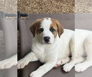 Great Pyrenees-Mastiff Mix Dogs for adoption in Bolivar, MO, USA