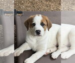 Small Great Pyrenees-Mastiff Mix