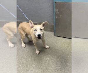 Labrador Retriever-Siberian Husky Mix Dogs for adoption in Las Vegas, NV, USA