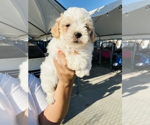 Poodle (Toy) Puppy for sale in SAN BERNARDINO, CA, USA