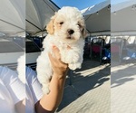 Image preview for Ad Listing. Nickname: Toy poodles