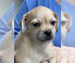 Small #3 Pug-Shih Tzu Mix