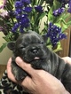 Small Photo #2 French Bulldog Puppy For Sale in COURTLAND, AL, USA