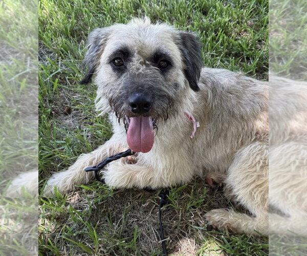 Medium Photo #3 Mutt Puppy For Sale in San Leon, TX, USA