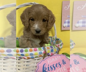 English Cream Golden Retriever-Poodle (Standard) Mix Puppy for sale in DEARBORN, MO, USA