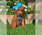 Image preview for Ad Listing. Nickname: Penny