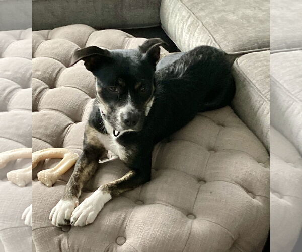 Medium Photo #5 Mutt Puppy For Sale in Spring Lake, NJ, USA