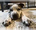 Small #3 Mutt
