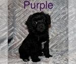 Small #4 Aussiedoodle Miniature -Poodle (Toy) Mix