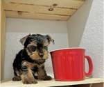 Small #3 Yorkshire Terrier