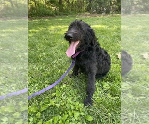 Labradoodle Puppy for sale in BENTON, IL, USA