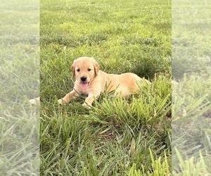 Golden Retriever Puppy for sale in CUB RUN, KY, USA