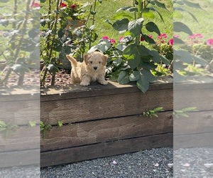 Maltipoo Puppy for sale in PARKLAND, WA, USA