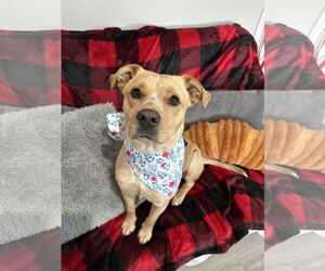 Mutt Dogs for adoption in Rockaway, NJ, USA