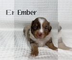 Small Photo #19 Miniature Australian Shepherd Puppy For Sale in NEW PORT RICHEY, FL, USA