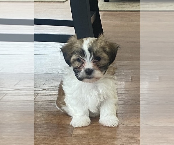 Medium Photo #5 Zuchon Puppy For Sale in PASADENA, MD, USA