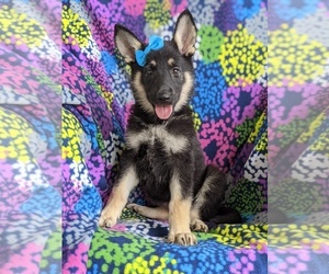 German Shepherd Dog Puppy for sale in OXFORD, PA, USA