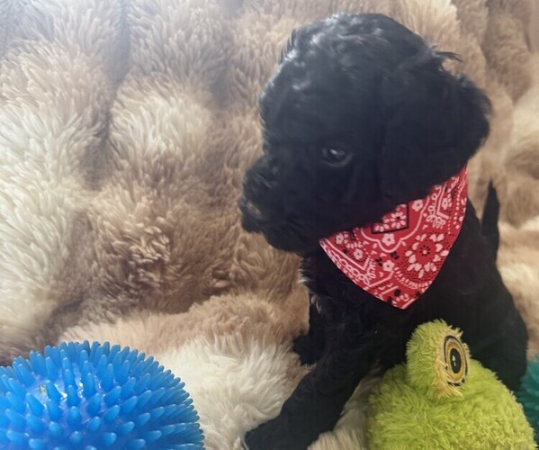 Medium Photo #1 Labrador Retriever Puppy For Sale in EVANSVILLE, IN, USA